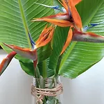 Willa Casa Strelitzia Nazaret