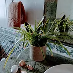 Casa Strelitzia Villa Nazaret