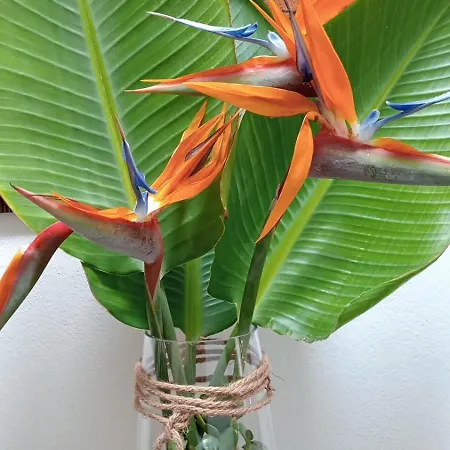 Вилла Casa Strelitzia Насарет