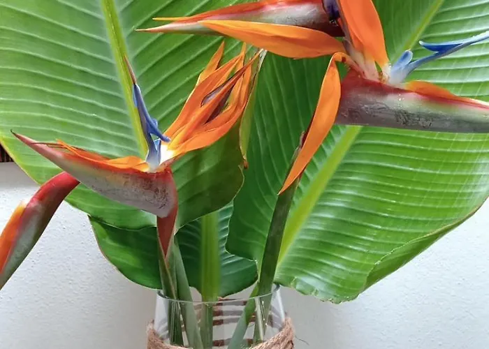 빌라 Casa Strelitzia Nazaret